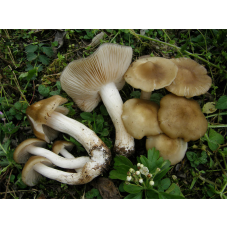Мицелий Энтоломы садовой  (Entoloma clypeatum)